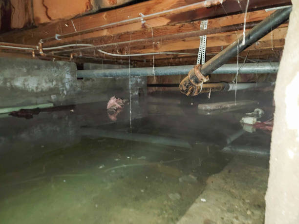 Best Basement water damage restoration  in Pearland, TX
