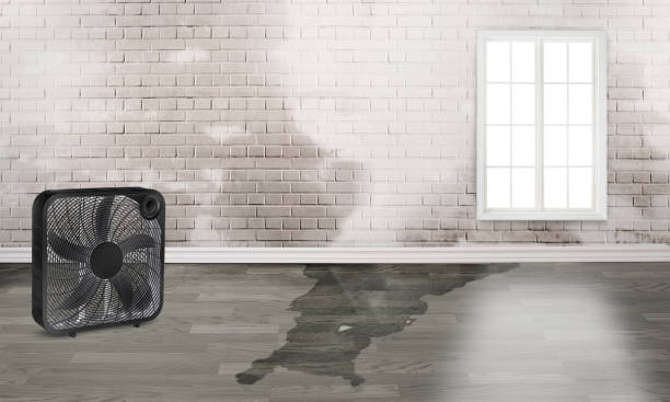 Best Water damage repair service  in Pearland, TX